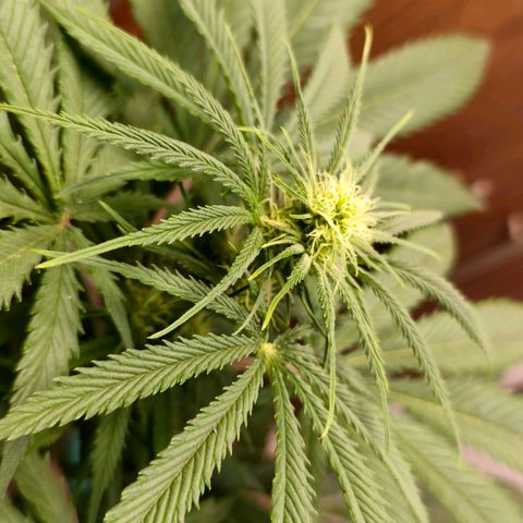 Green Poison F1 Fast Version growlog timeline photo