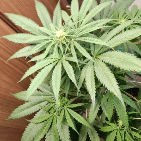 Green Poison F1 Fast Version growlog timeline photo