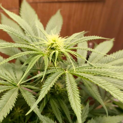 Green Poison F1 Fast Version growlog timeline photo
