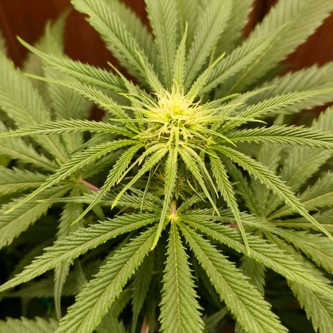 Green Poison F1 Fast Version growlog timeline photo