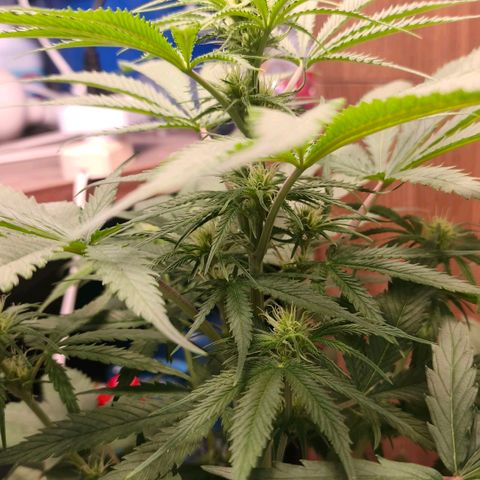 Green Poison F1 Fast Version growlog timeline photo