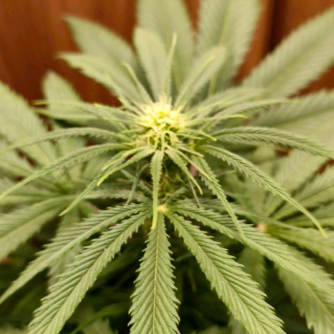 Green Poison F1 Fast Version growlog timeline photo