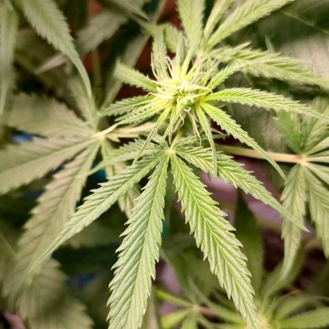 Green Poison F1 Fast Version growlog timeline photo