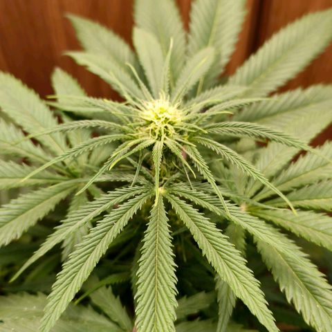Green Poison F1 Fast Version growlog timeline photo