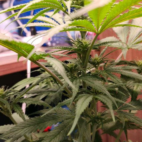 Green Poison F1 Fast Version growlog timeline photo