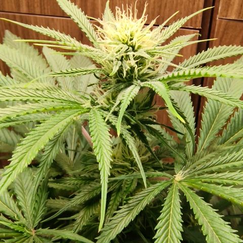 Green Poison F1 Fast Version growlog timeline photo