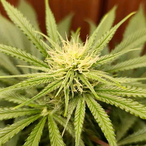 Green Poison F1 Fast Version growlog timeline photo