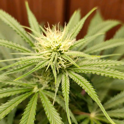 Green Poison F1 Fast Version growlog timeline photo