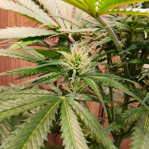 Green Poison F1 Fast Version growlog timeline photo