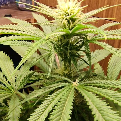 Green Poison F1 Fast Version growlog timeline photo