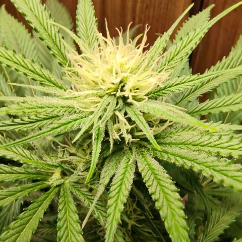 Green Poison F1 Fast Version growlog timeline photo