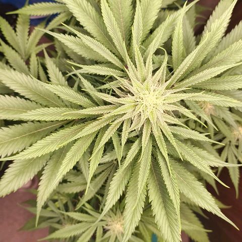 Green Poison F1 Fast Version growlog timeline photo