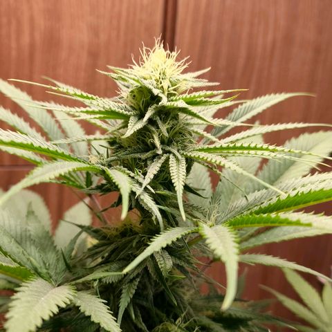 Green Poison F1 Fast Version growlog timeline photo