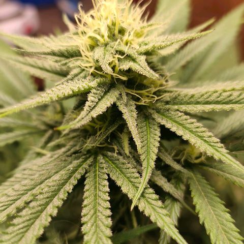 Green Poison F1 Fast Version growlog timeline photo
