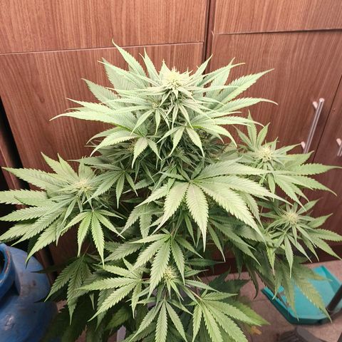 Green Poison F1 Fast Version growlog timeline photo