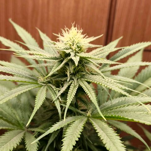 Green Poison F1 Fast Version growlog timeline photo