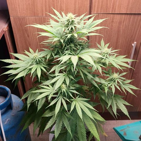 Green Poison F1 Fast Version growlog timeline photo