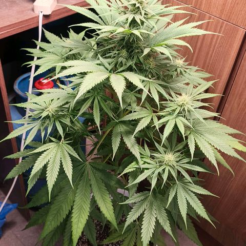Green Poison F1 Fast Version growlog timeline photo