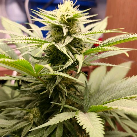 Green Poison F1 Fast Version growlog timeline photo