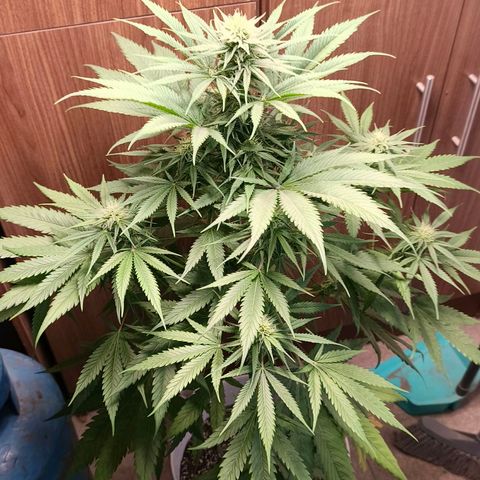 Green Poison F1 Fast Version growlog timeline photo