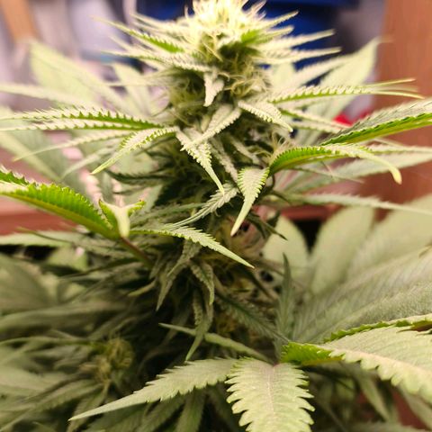 Green Poison F1 Fast Version growlog timeline photo