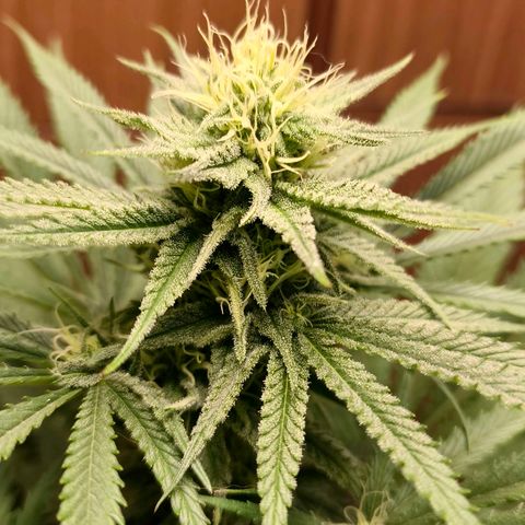 Green Poison F1 Fast Version growlog timeline photo