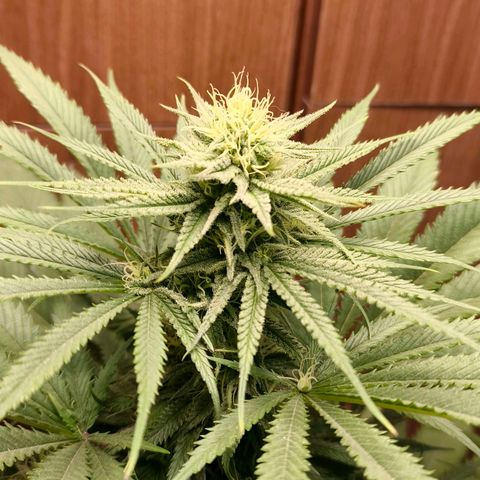 Green Poison F1 Fast Version growlog timeline photo
