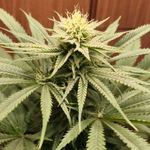 Green Poison F1 Fast Version growlog timeline photo