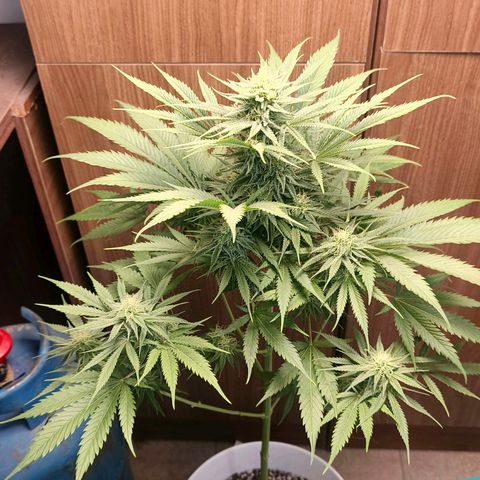Green Poison F1 Fast Version growlog timeline photo
