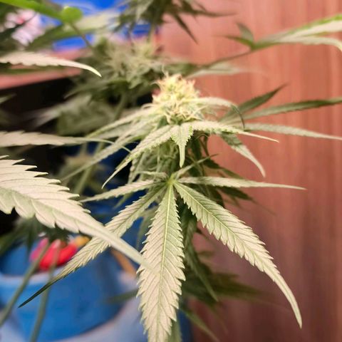 Green Poison F1 Fast Version growlog timeline photo