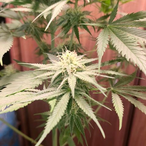 Green Poison F1 Fast Version growlog timeline photo