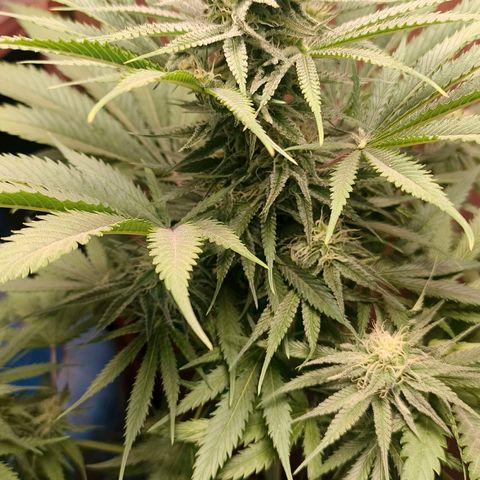 Green Poison F1 Fast Version growlog timeline photo
