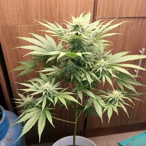 Green Poison F1 Fast Version growlog timeline photo