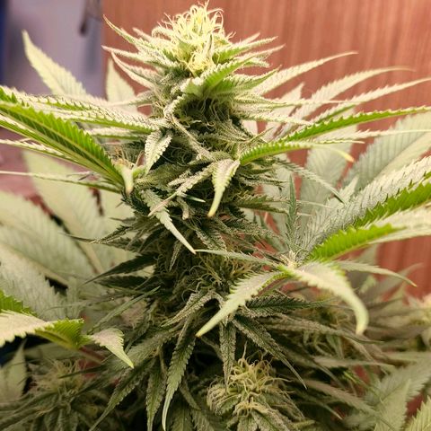Green Poison F1 Fast Version growlog timeline photo