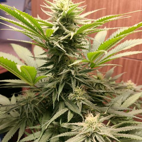 Green Poison F1 Fast Version growlog timeline photo