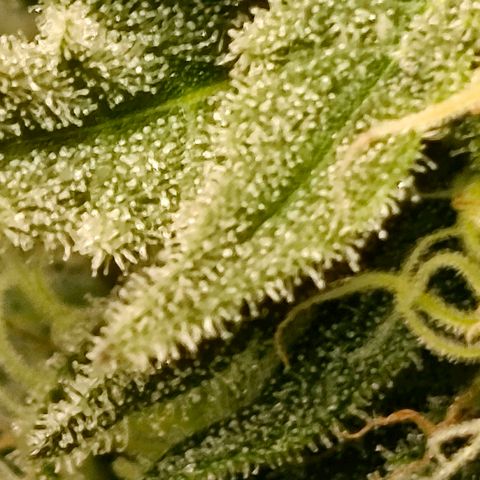 Green Poison F1 Fast Version growlog timeline photo