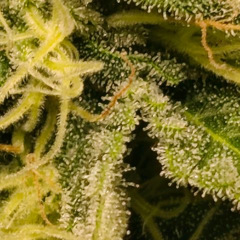 Green Poison F1 Fast Version growlog timeline photo
