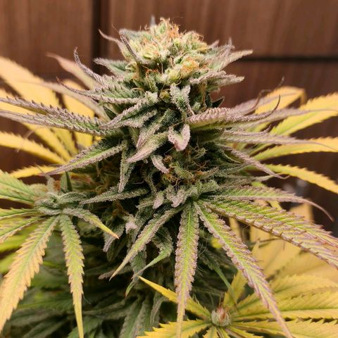 Green Poison F1 Fast Version growlog timeline photo