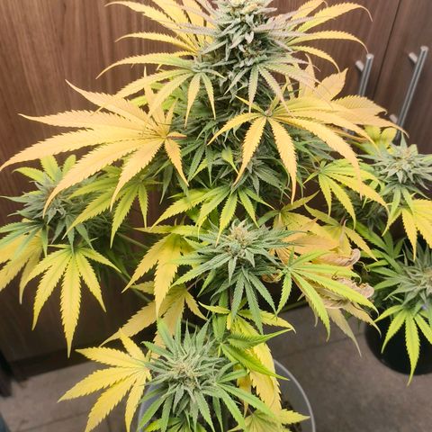 Green Poison F1 Fast Version growlog timeline photo