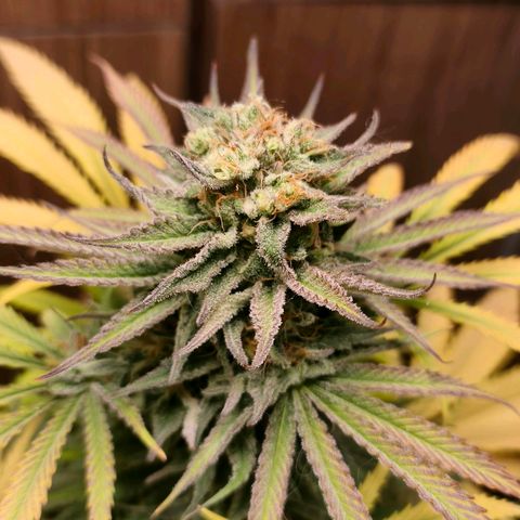 Green Poison F1 Fast Version growlog timeline photo
