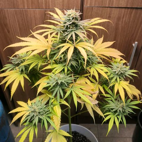 Green Poison F1 Fast Version growlog timeline photo