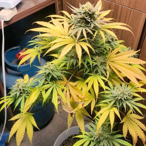 Green Poison F1 Fast Version growlog timeline photo