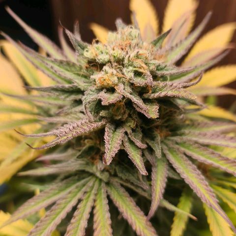 Green Poison F1 Fast Version growlog timeline photo