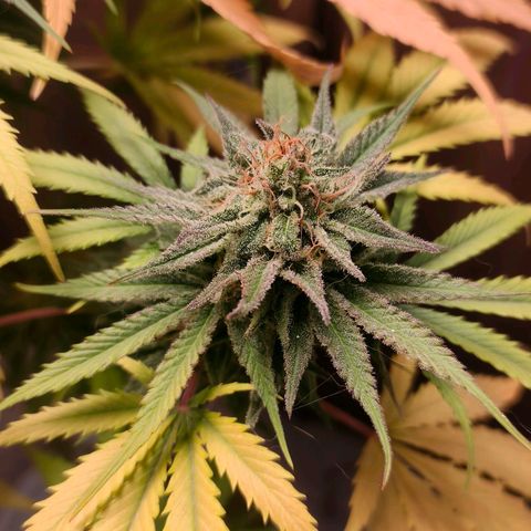 Green Poison F1 Fast Version growlog timeline photo
