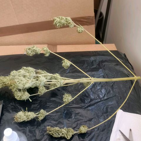 Green Poison F1 Fast Version growlog timeline photo