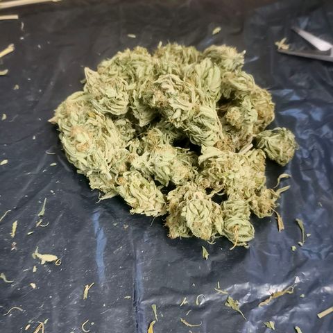 Green Poison F1 Fast Version growlog timeline photo