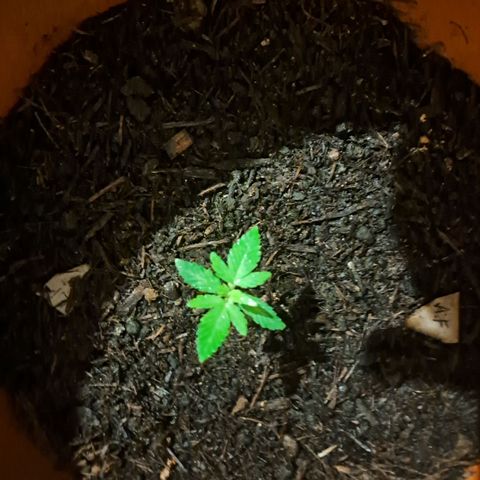Purble punch  growlog photo: Balkon gestellt tagsüber