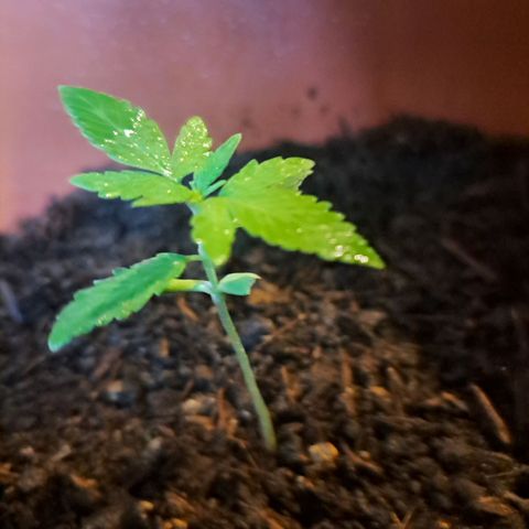 Purble punch  growlog photo: Balkon gestellt tagsüber