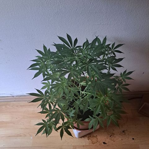 Purble punch  growlog timeline photo