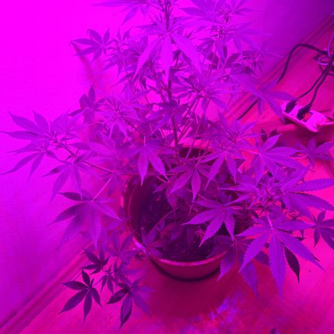 Purble punch  growlog timeline photo